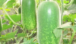 陈妮妮现在免费吃瓜,揭秘娱乐圈幕后故事